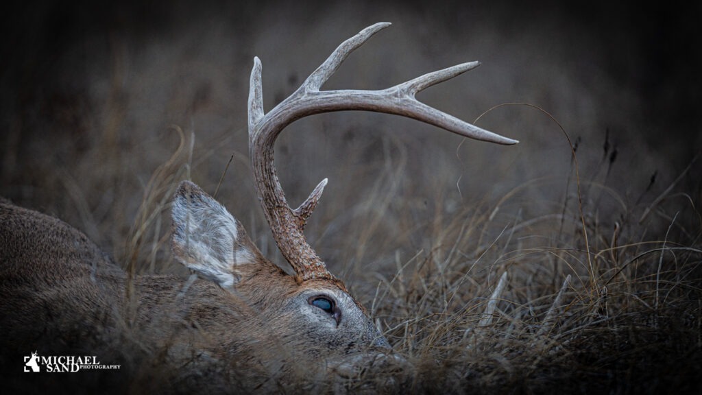 Buejagt rapport Finland