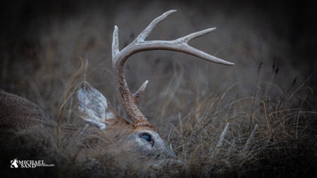 Ny rapport om buejagt Buejagt rapport Finland