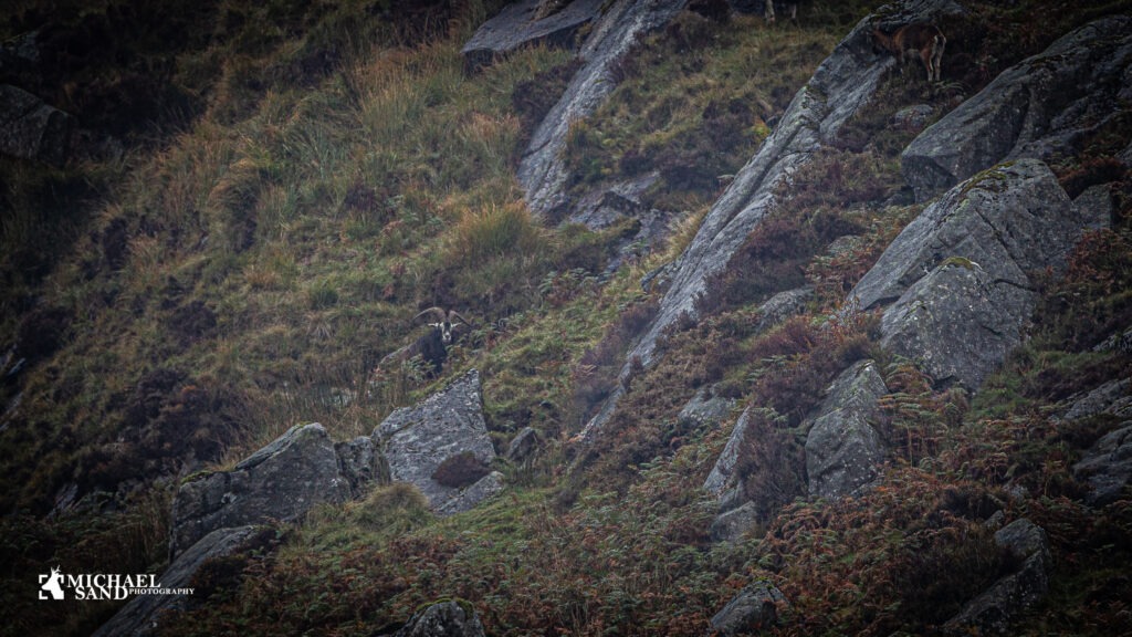 CIC: Vildgeder kan ikke opmåles