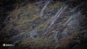 CIC: Vildgeder kan ikke opmåles