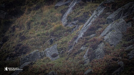CIC: Vildgeder kan ikke opmåles CIC: Vildgeder kan ikke opmåles