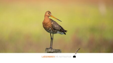 KAMPEN OM NATURKRISEN