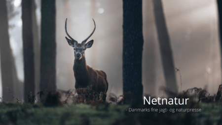 DLS ønsker jagt på unge krondyr i bukkejagten