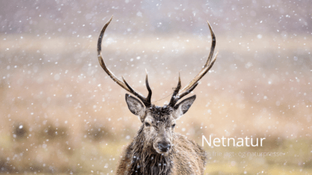 Læser-kommentar til artikel om DJ og samforvaltning