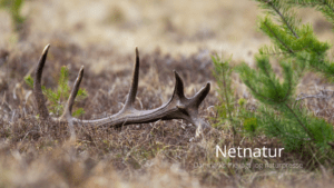 Kastestænger og gevirer i naturen Kastestænger og gevirer i naturen