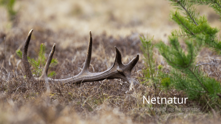 Kastestænger og gevirer i naturen Kastestænger og gevirer i naturen