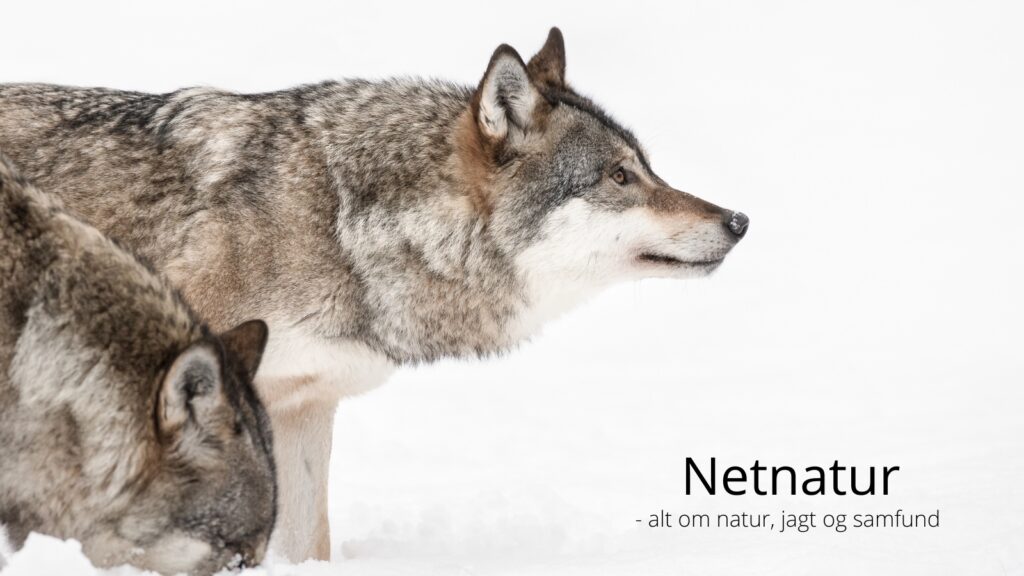 Ulvehybrider - artikel om