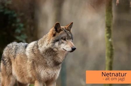 Ulv indfanget i Borris og GPS-mærket