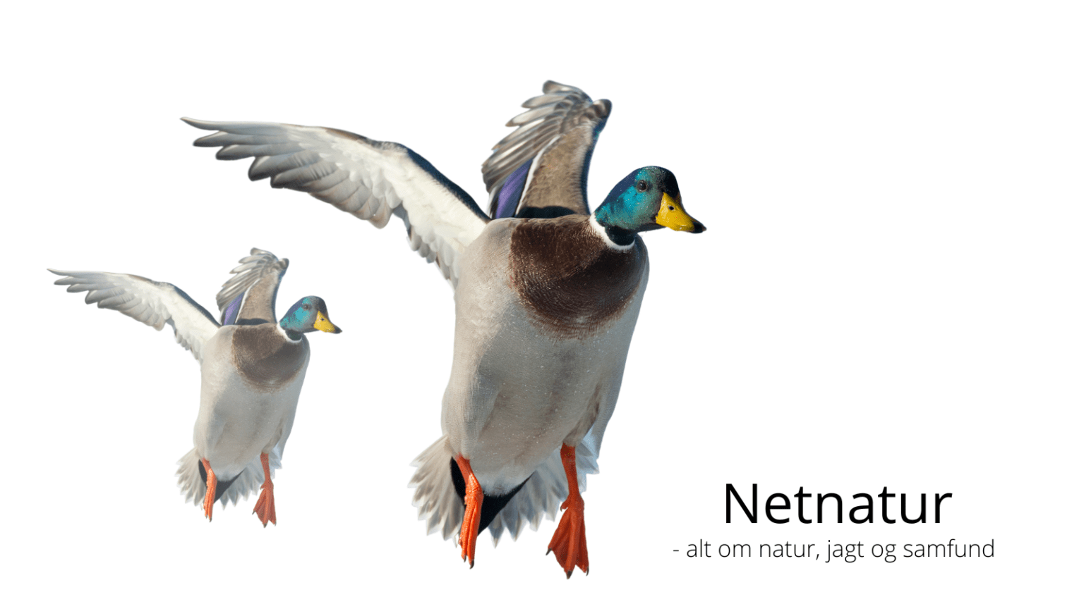 PFAS i ænder PFAS og jagt