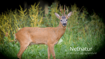 Pamhule jagt og buegrej