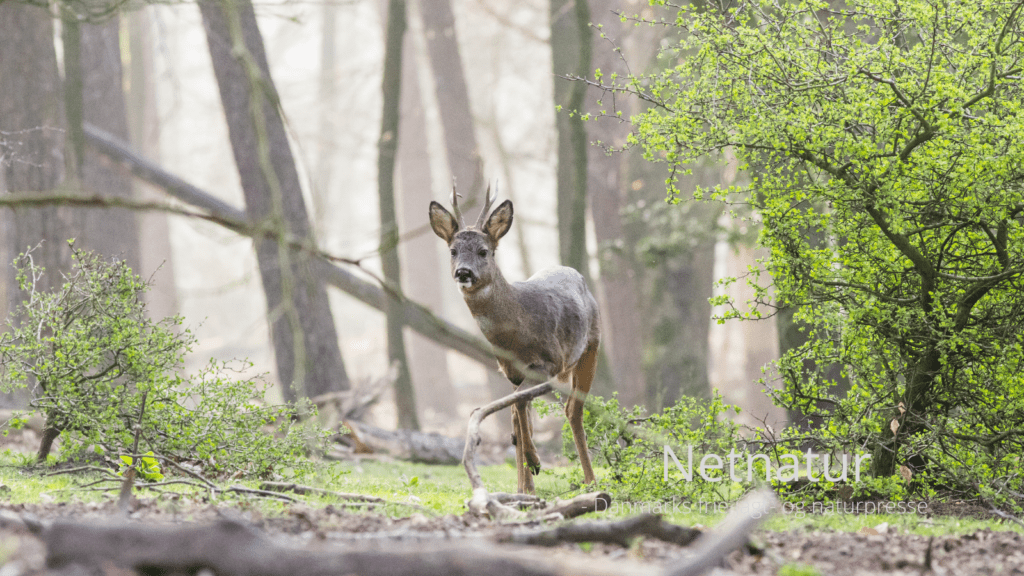 Adgang til private skove: Hvad må skovejer selv bestemme?