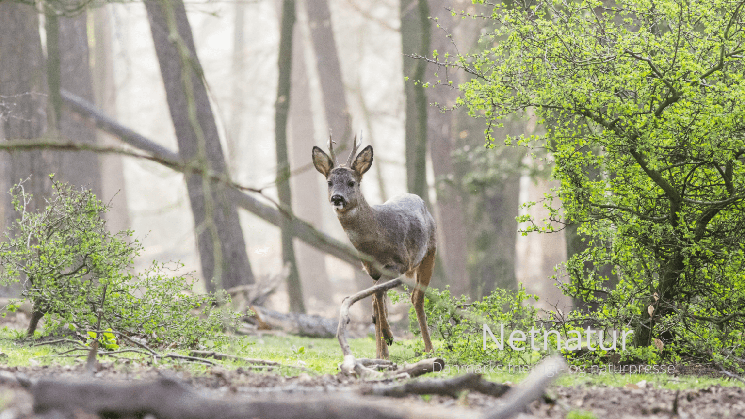 Adgang til private skove: Hvad må skovejer selv bestemme?