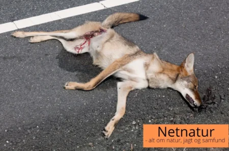 Trafikdræbt ulv er nu identificeret