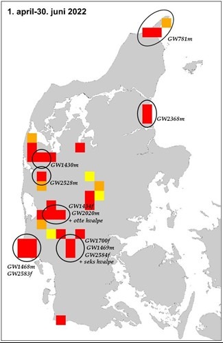 Tredive ulve i Danmark i 3. kvartal 2022