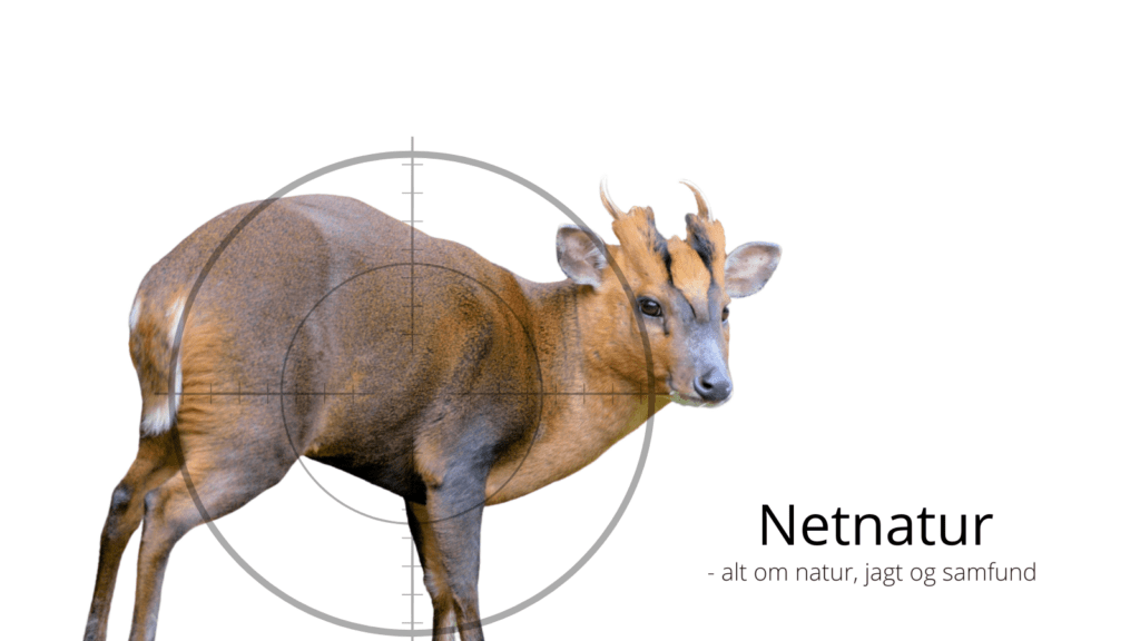 Jagt på Muntjac