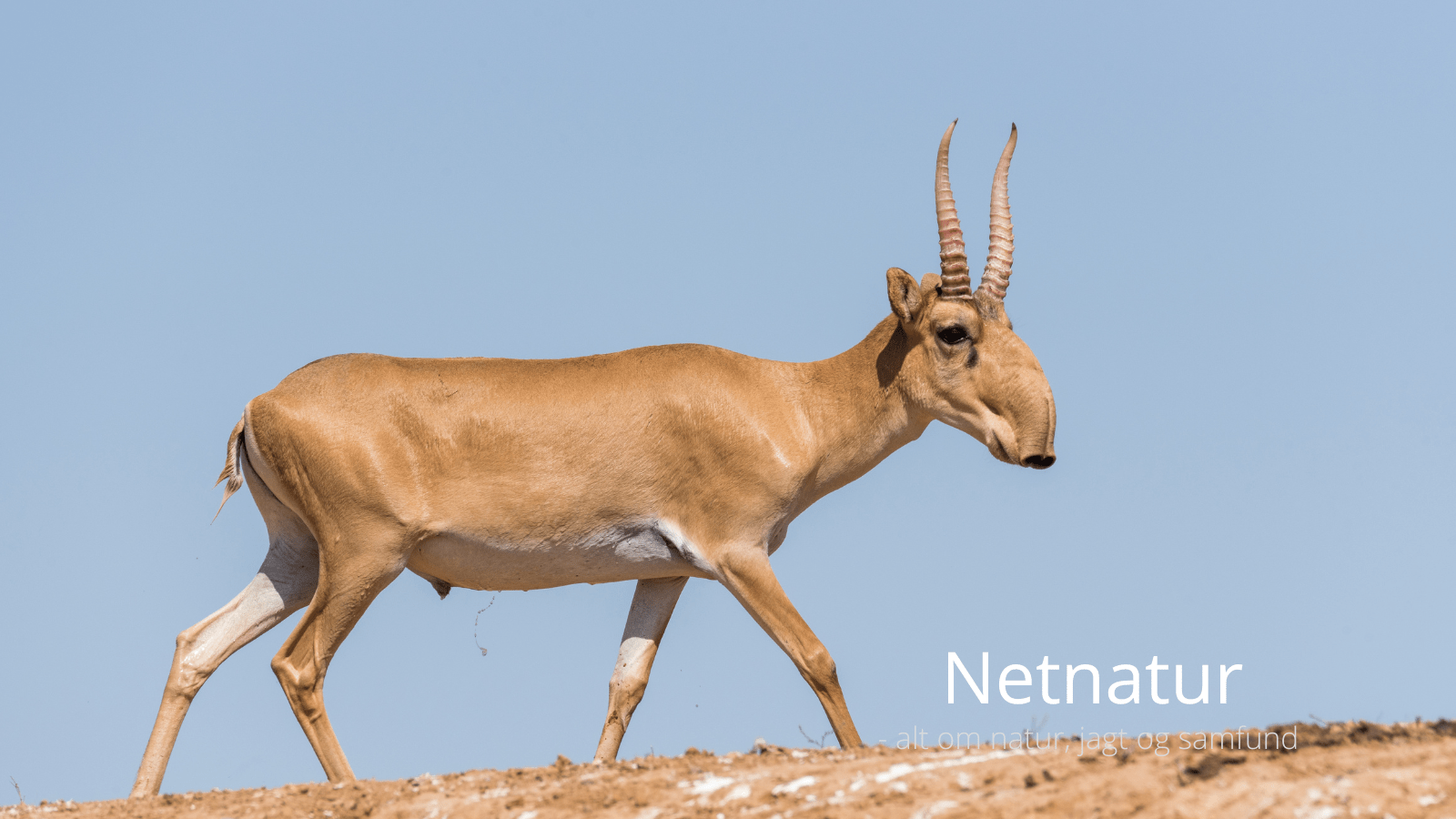 Motorvej truer saiga-antiloper