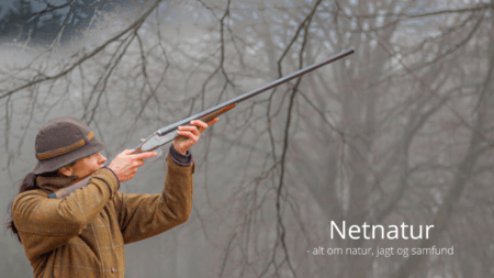 Husk at indberette vildtudbytte