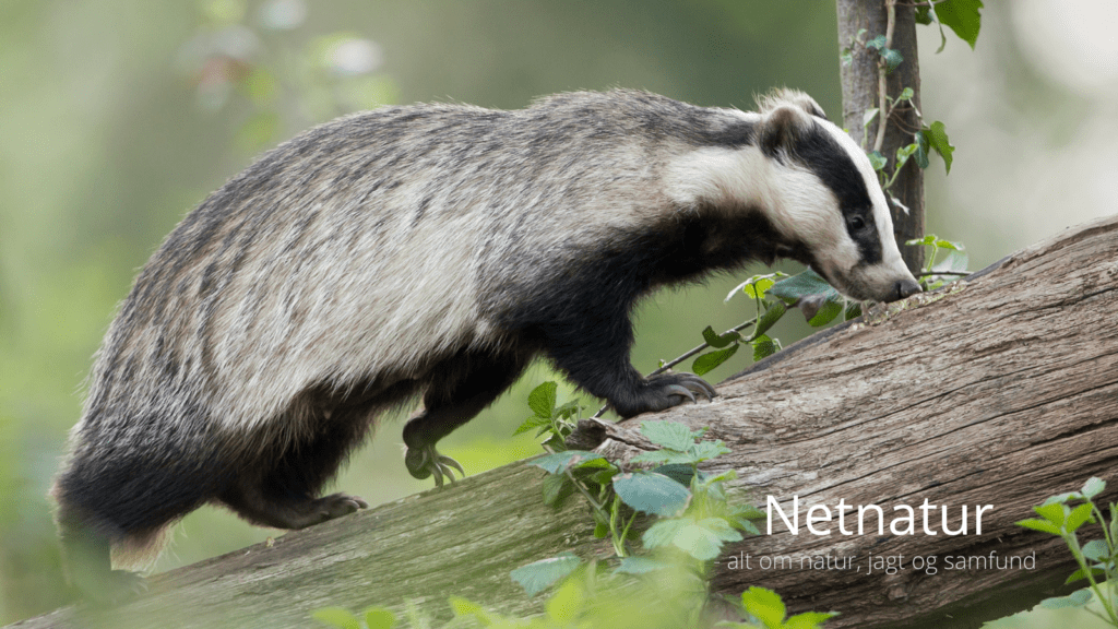 Grævlingen - nattens kratlusker