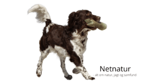 Grosser Münsterländer Grosser Münsterländer