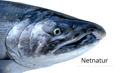 En sølvlaks, der blev til en sag om 191 mio. kr.