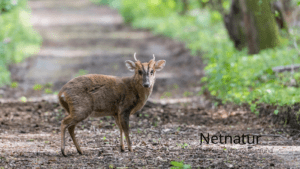 Muntjac