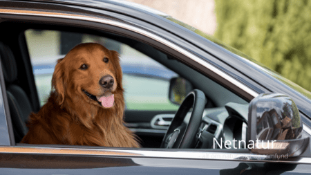 Transport af hund i bilen