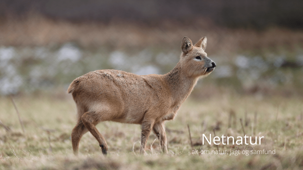 Kinesisk vandråvildt