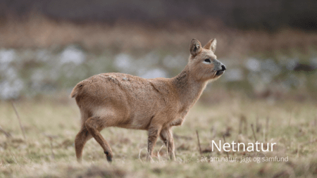 Kinesisk vandråvildt