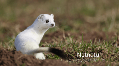 Hvorfor forvandles lækatten til hermelinen? Hermelinen vinter