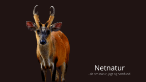 Snarefangst truer muntjacs