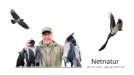 Morgenfriske gråkrager