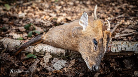 Muntjac på overtid Muntjac på overtid