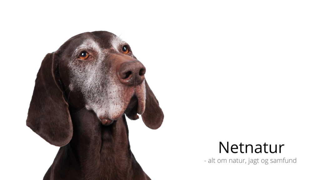 Når hunden bliver gammel