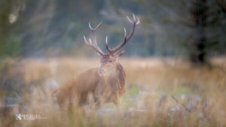 Brunstjagt i dansk vildmark Brunstjagt i vildmosen