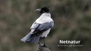 Regulering af krager