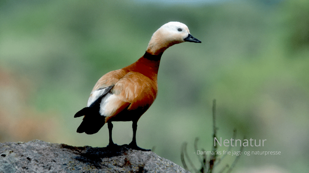 Skarvand - regulering