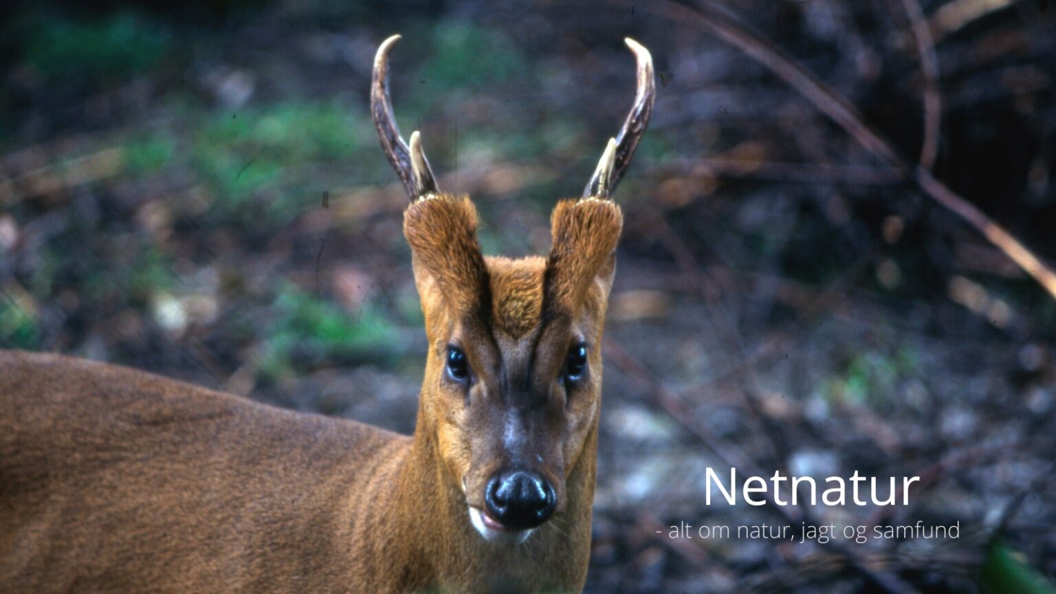 Stor Muntjac – på jagt efter en helt ny art Stor Muntjac