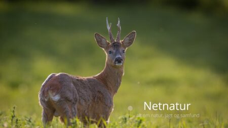 Våbenshoppen har fået nye ejere Våbenshoppen har fået ny ejere