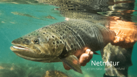 Det kræver viden at bedrive skånsomt catch and release-fiskeri