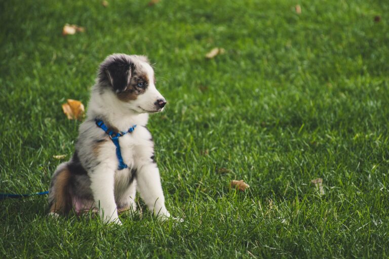 Tag din hund med ud i naturen med den rette hundesele