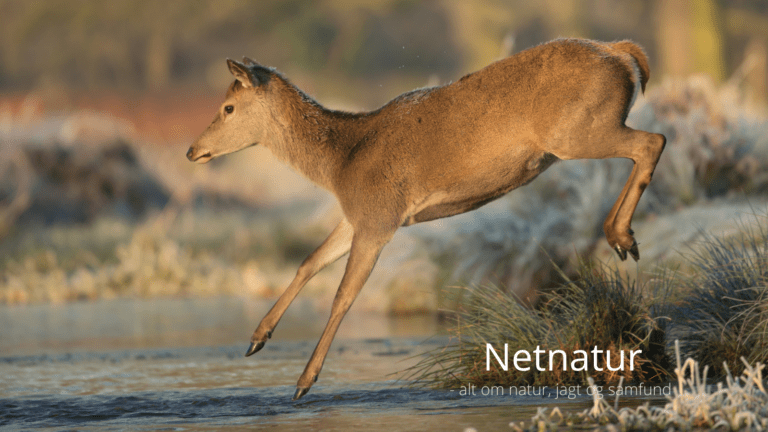 Jægerne betalte 120 millioner kroner til naturforvaltning