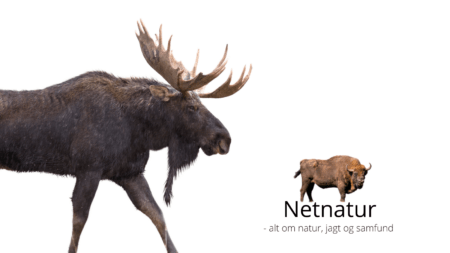 Masser af plads til elg og bison