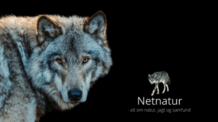 Udstyr udlånes ved ulveangreb ulveudstyr