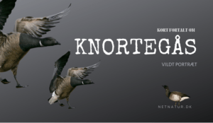 Mørkbuget knortegås – trækgæsten fra Nordsibirien Mørkbuget knortegås