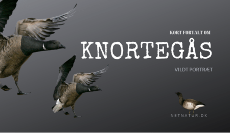 Mørkbuget knortegås