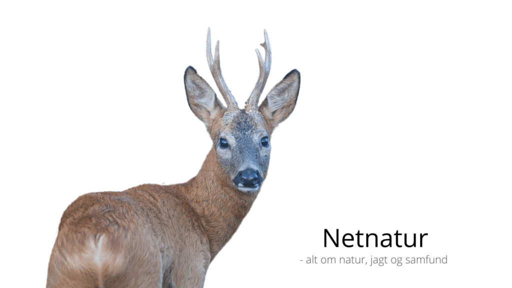 Bestandsanalyse af danske rådyr