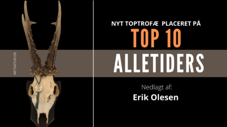 Midtjysk guldbuk fra Kollerup Gods