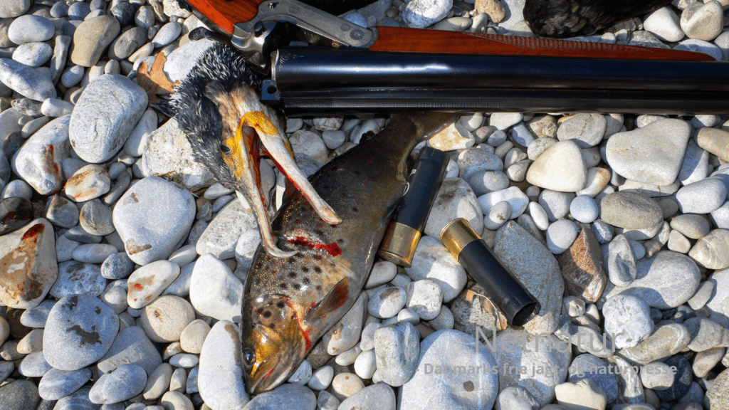 Skarvprædation på voksne havørreder