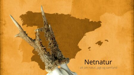 Spansk bukkejagt går grassat Spansk bukkejagt går grassat