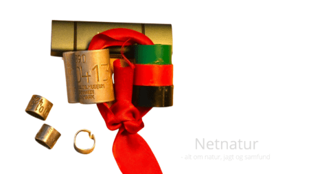 Vilde fugle med ring på